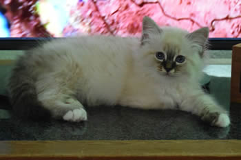 Kate